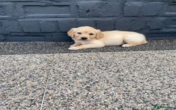Golden Retriever dogs for sale: Beautiful KC reg Fluffy Golden Retriever Puppies - Image 4