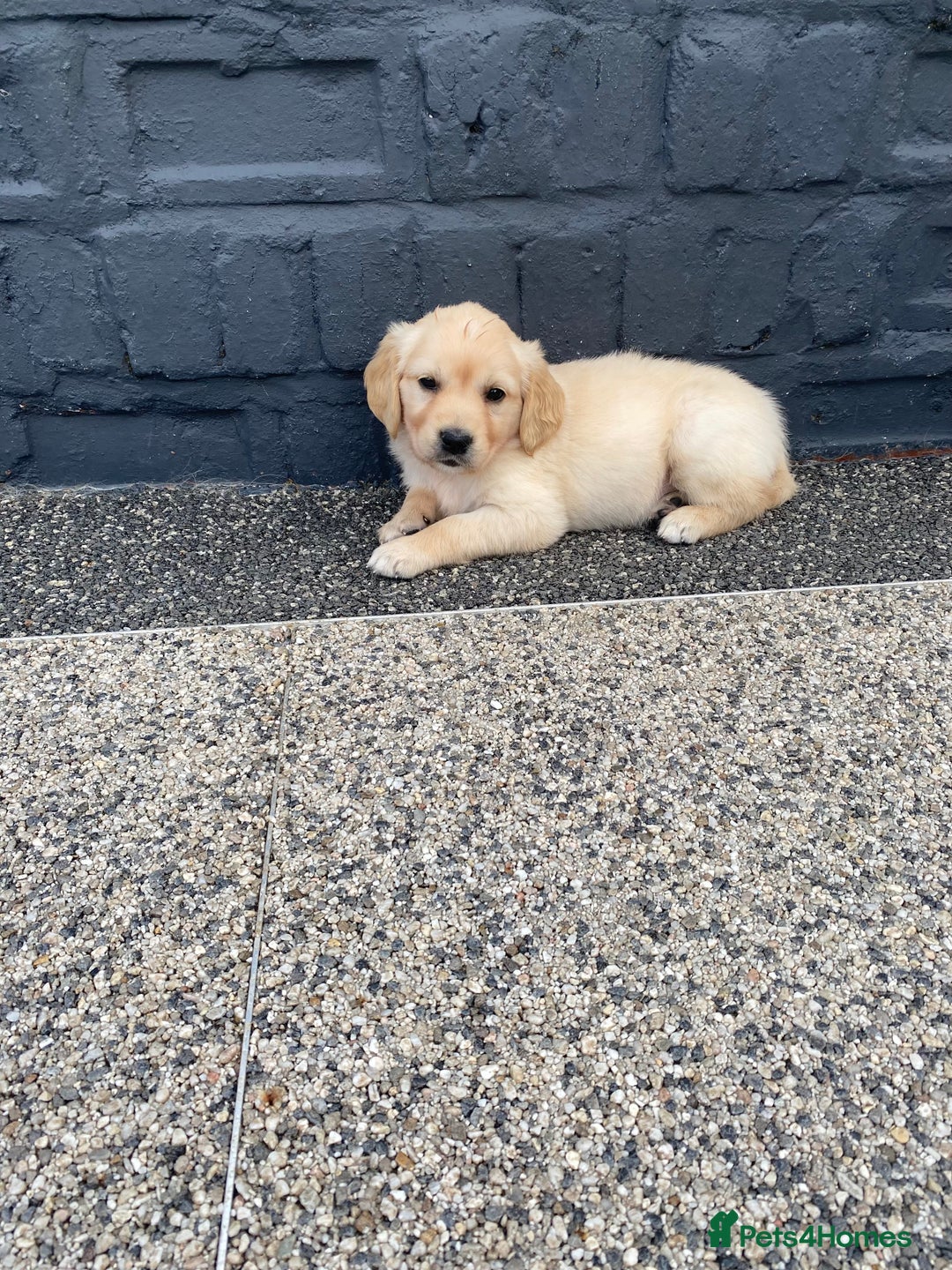 Golden Retriever dogs for sale: Beautiful KC reg Fluffy Golden Retriever Puppies - Image 4