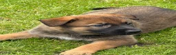 Mixed Breed dogs for sale: Belgium shepherd x German Shpherd - Advert 3