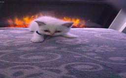 British Shorthair cats for sale: Full pedigree british short hair kittens - Image 7