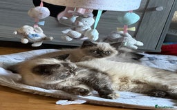 Exotic cats for sale: Exotic  - Advert 2