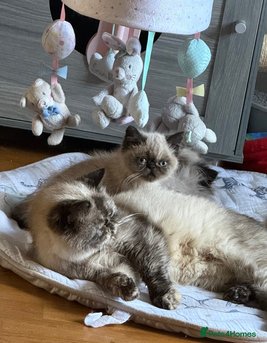 Exotic cats for sale: Exotic  - Advert 2