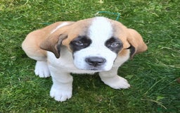 Saint Bernard dogs for sale: KC registered Female Saint Bernard puppy - Image 2