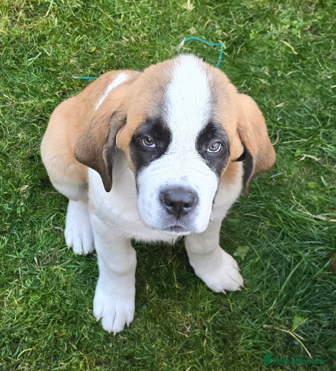 Saint Bernard dogs for sale: KC registered Female Saint Bernard puppy - Image 2