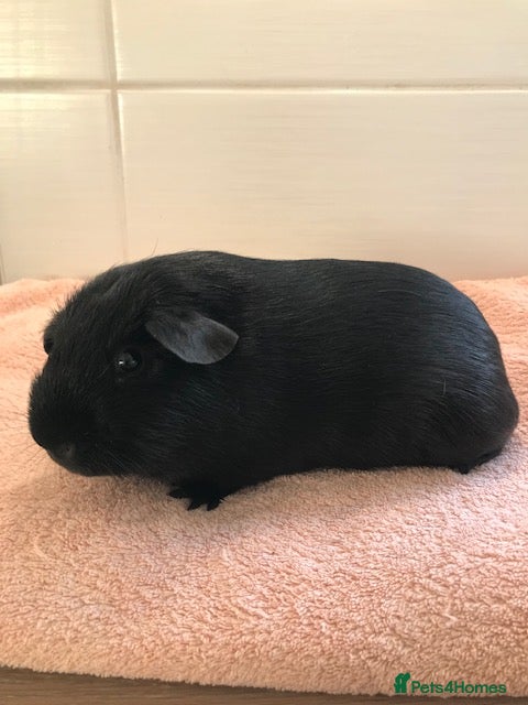 Guinea Pig rodents Beautiful Boar Pigs available - Advert 3