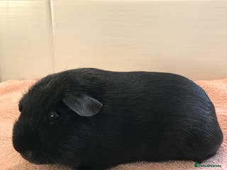 Guinea Pig rodents Beautiful Boar Pigs available - Advert 10