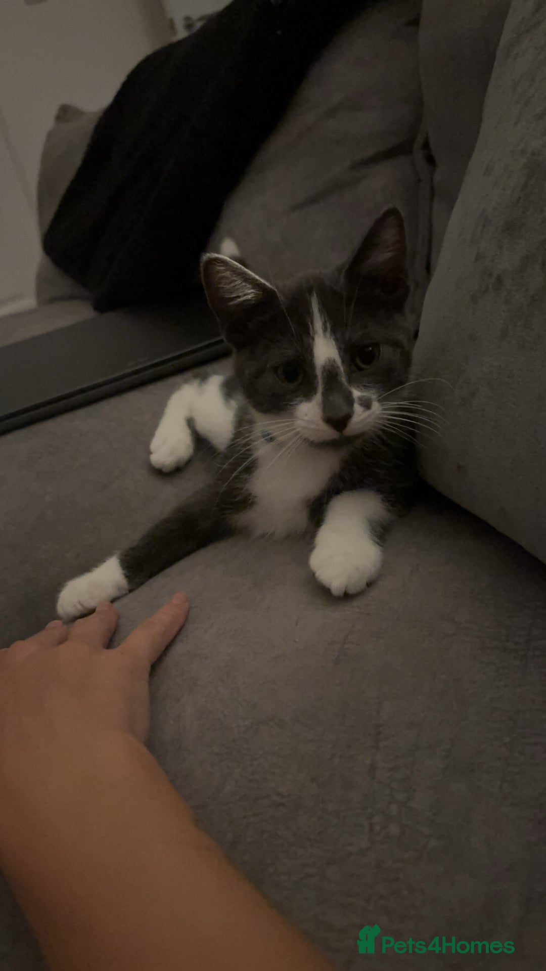 British Shorthair cats for sale: 1 Male & 1 Female kitten - Image 5