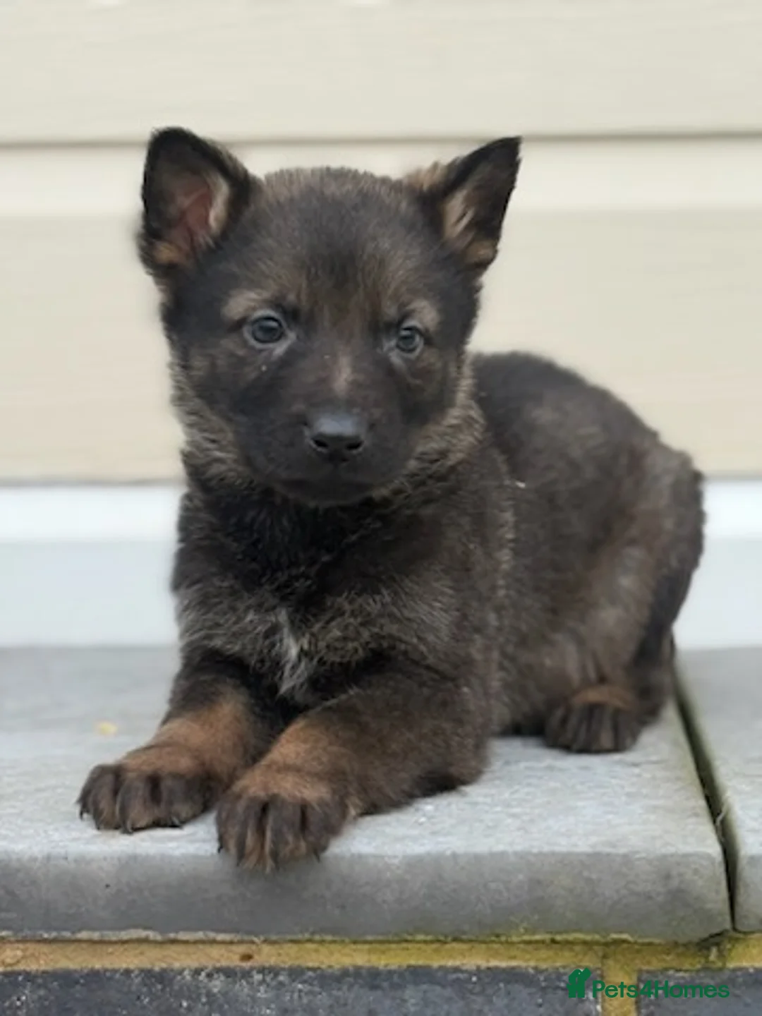 German Shepherd dogs for sale: Short hair Czech German shepards  - Advert 5