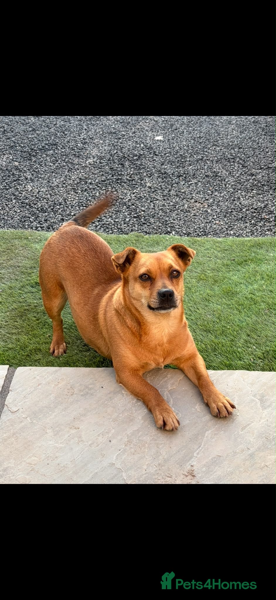 Mixed Breed dogs Jack Russell cross 7 weeks old ready  5th July  - Advert 2