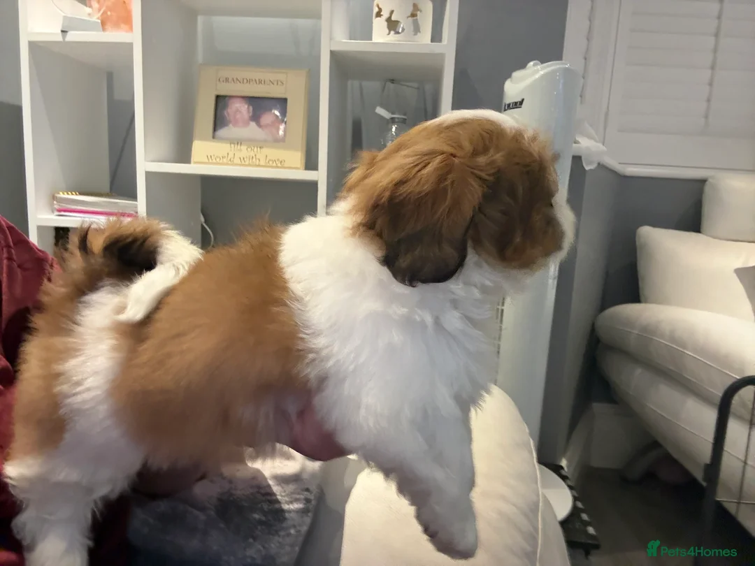 Shih Tzu dogs for sale: Stunning breed standard Shih Tzus  - Advert 16