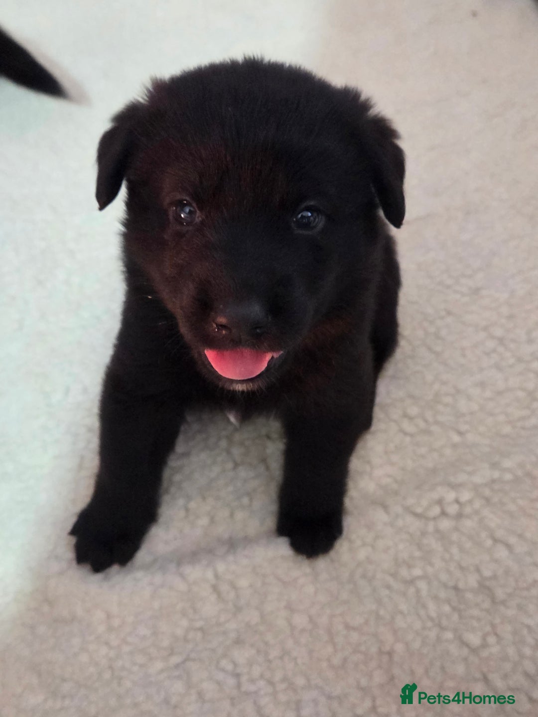 Mixed Breed dogs for sale: 🌟German Shepherd x Labrador Retriever Puppies 🌟 - Advert 10