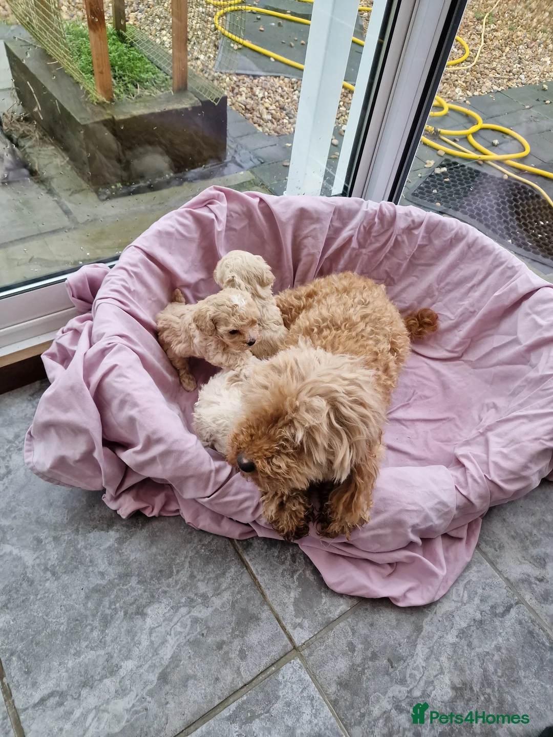 Maltipoo dogs for sale: 2x champion bloodline maltipoos - Advert 4