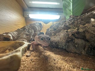 Leopard Gecko reptiles Rex - Blizzard Leopard Gecko - 1 Year Old - Advert 4