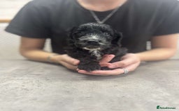 Cockapoo dogs for sale: Stunning f1 Cockapoo puppies  - Image 6