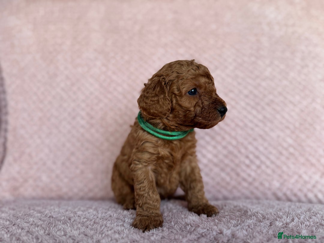 Cavapoo dogs for sale: Health tested F1b Cavapoo puppies - Advert 14