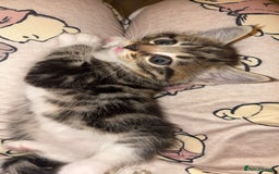 Domestic Shorthair cats for sale: Female tabby cats  - Image 2