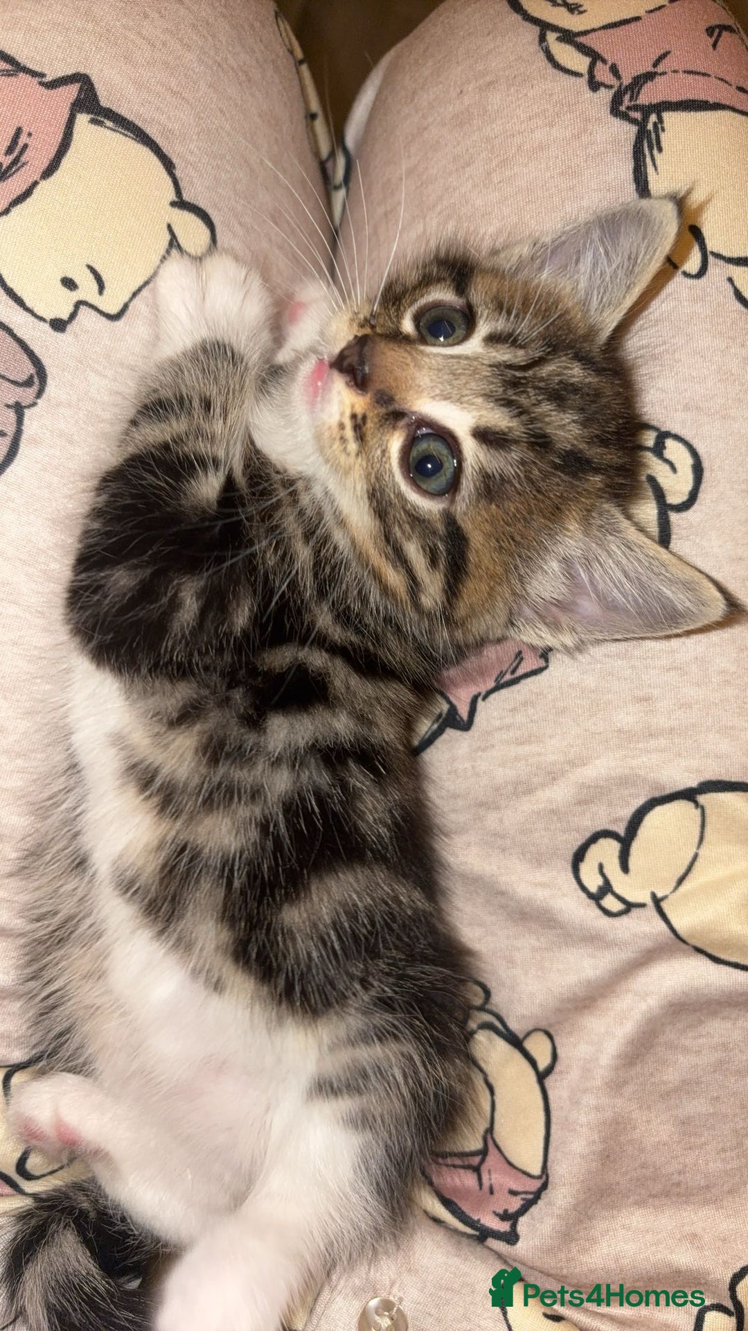 Domestic Shorthair cats for sale: Female tabby cats  - Image 2