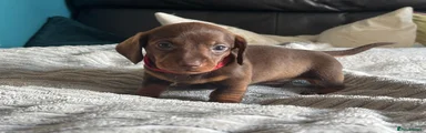 Chocolate & Tan Miniature Dachshund  