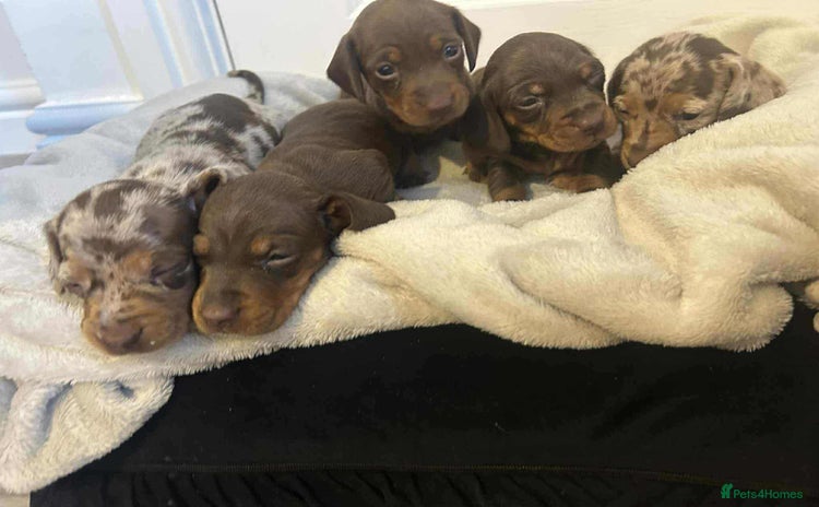 Miniature Dachshund dogs - Advert 1