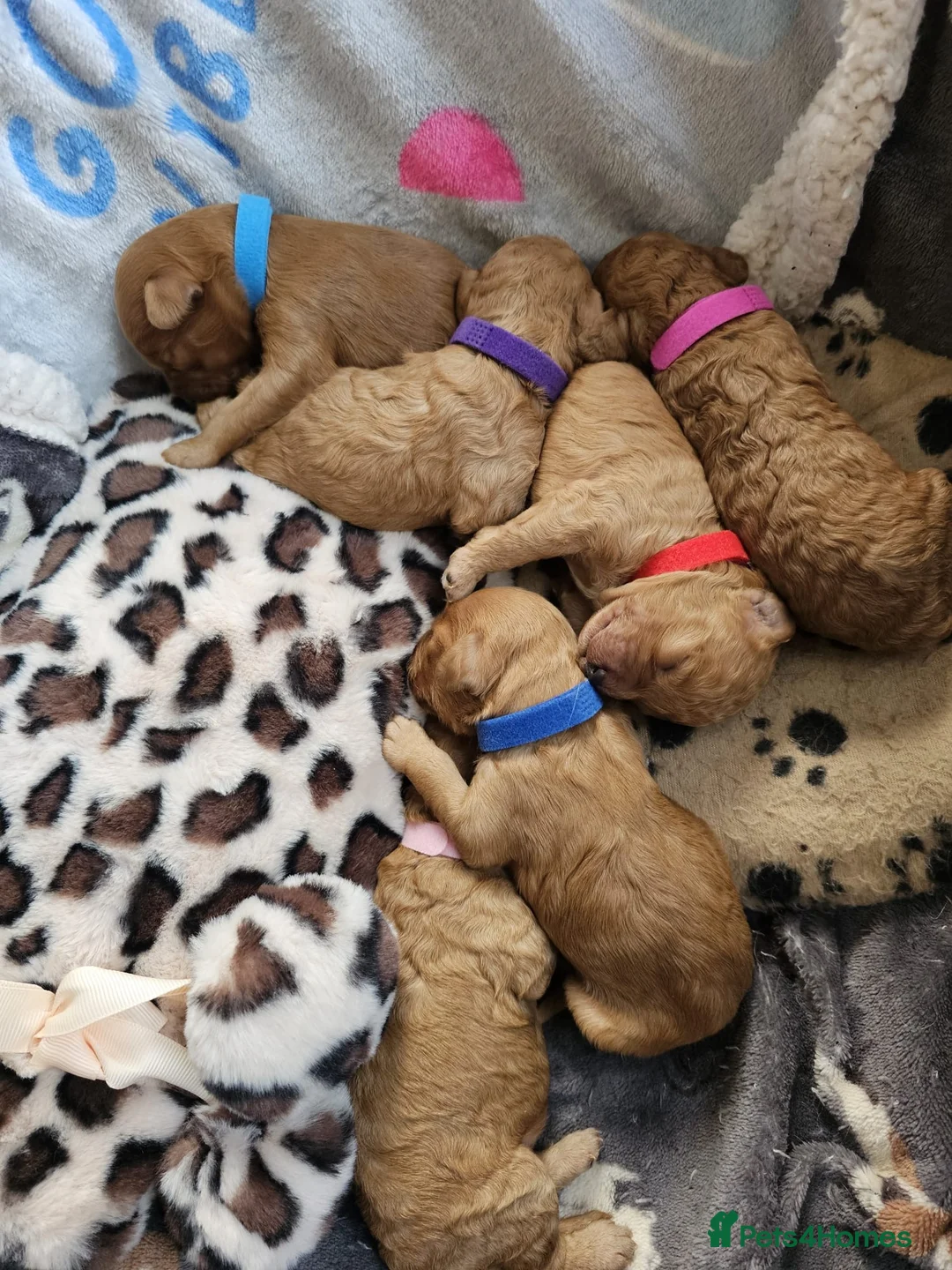 Miniature Poodle dogs for stud: Red KC registered miniature poodle - Health tested in Livingston - Advert 15