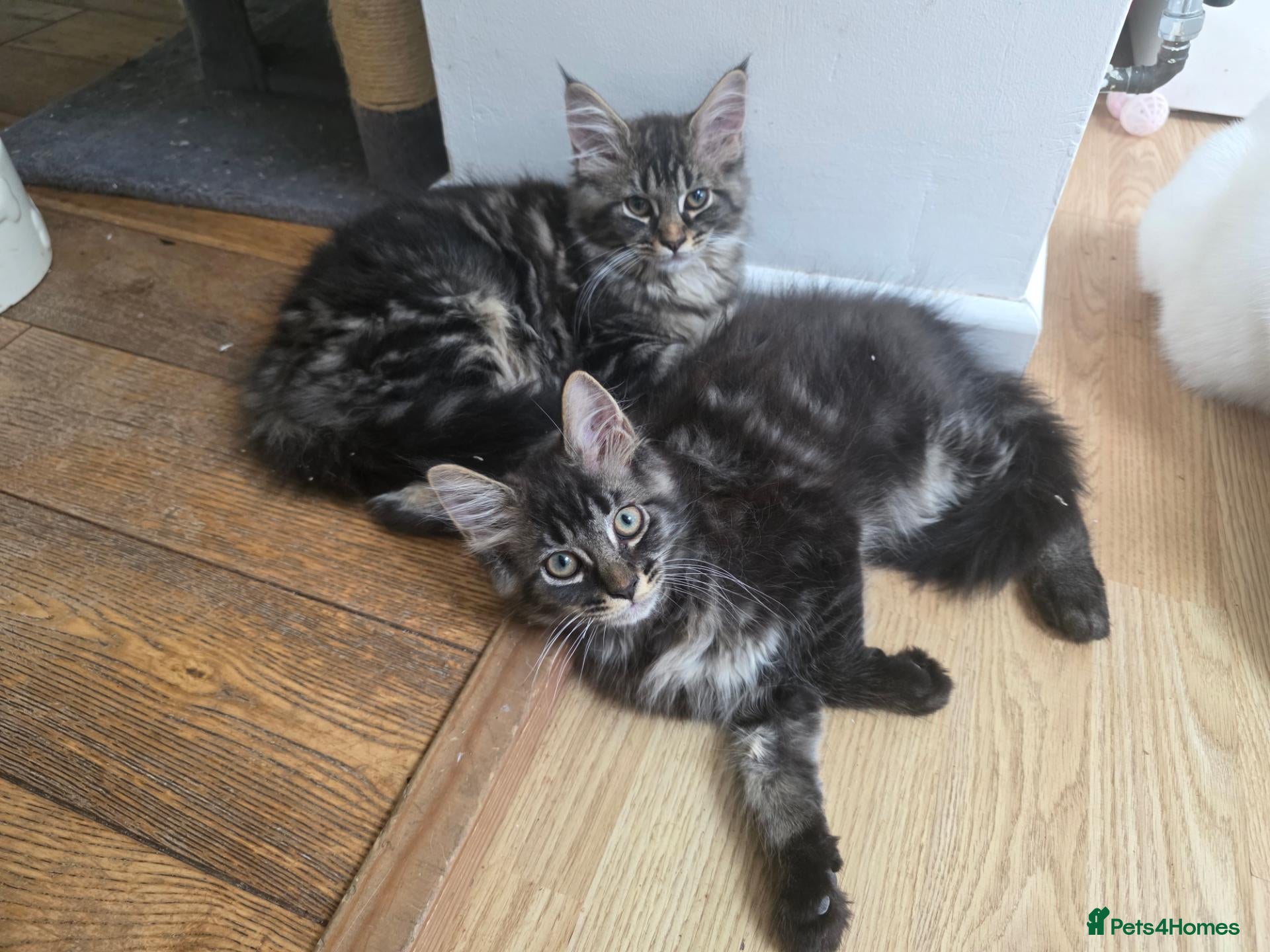 Maine Coon cats Ready now Pure breed Maine coons kittens 1g & 2b - Advert 2