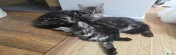 Maine Coon cats for sale: Ready now Pure breed Maine coons kittens 1g & 2b - Advert 3