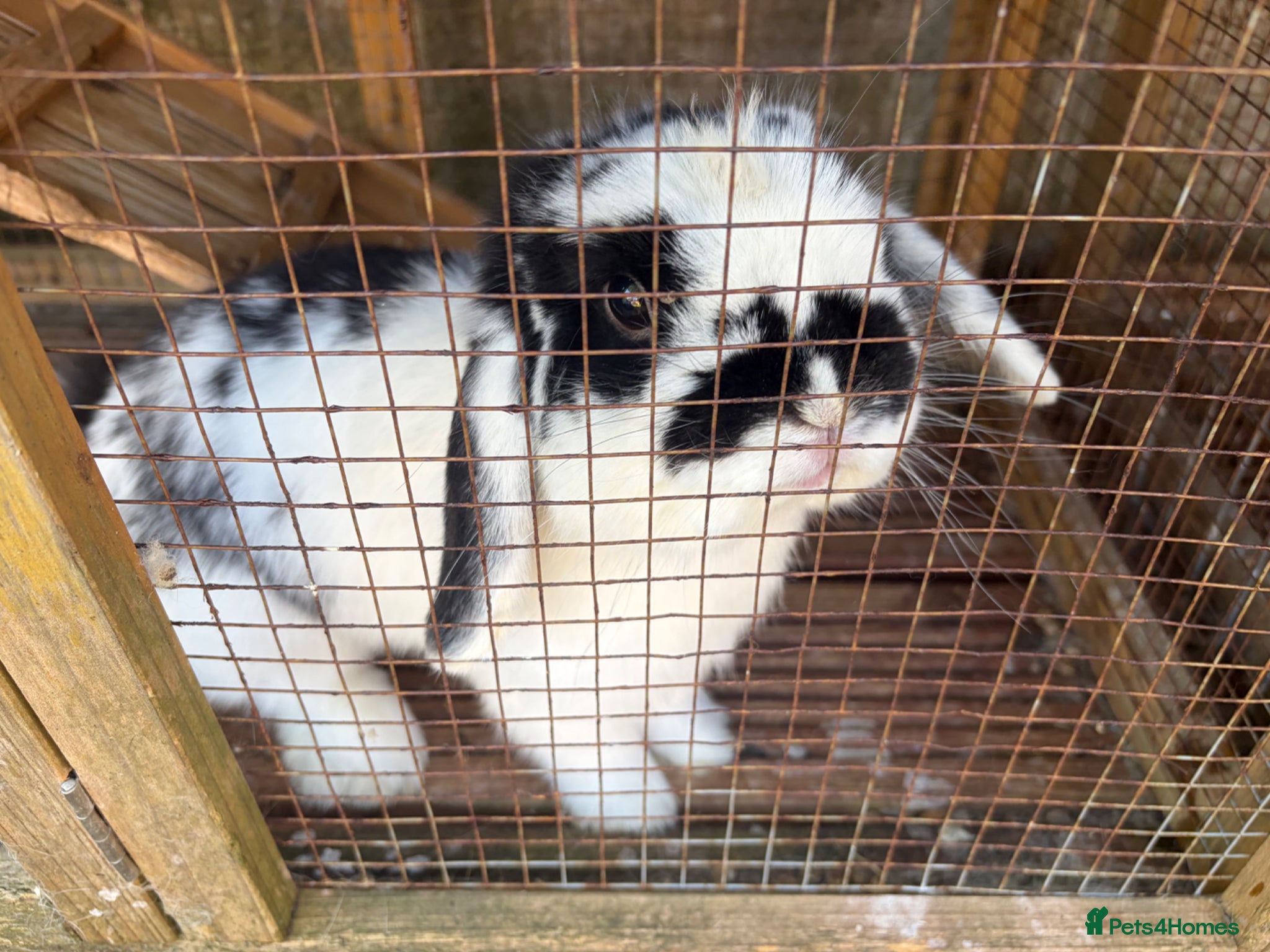 Mini Lop rabbits Beautiful Mini Lop Rabbit - Advert 2