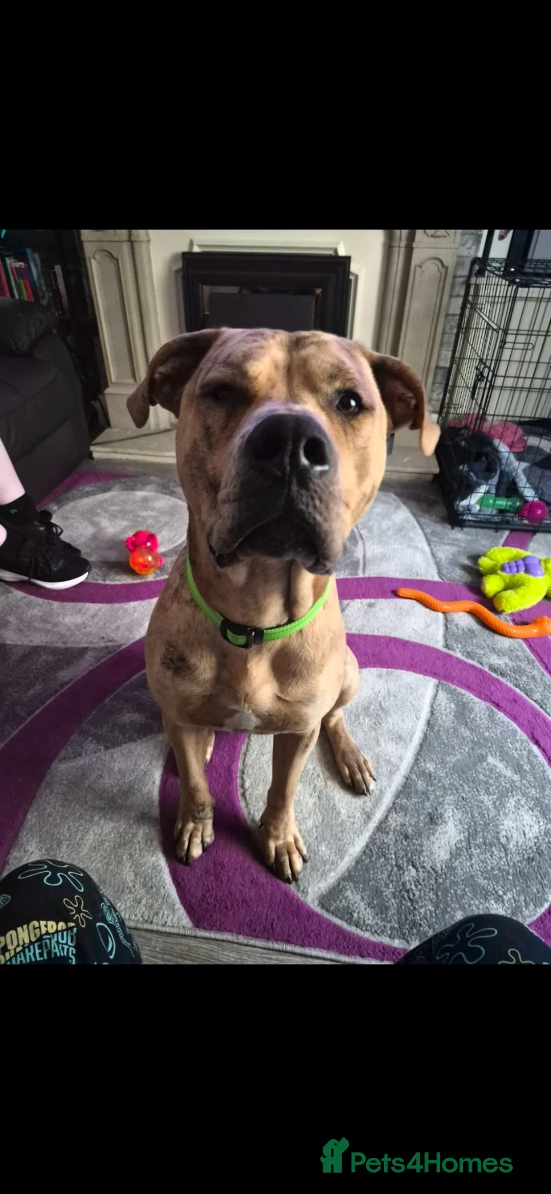 Mixed Breed dogs for sale: Experienced home needed in Bootle - Advert 1