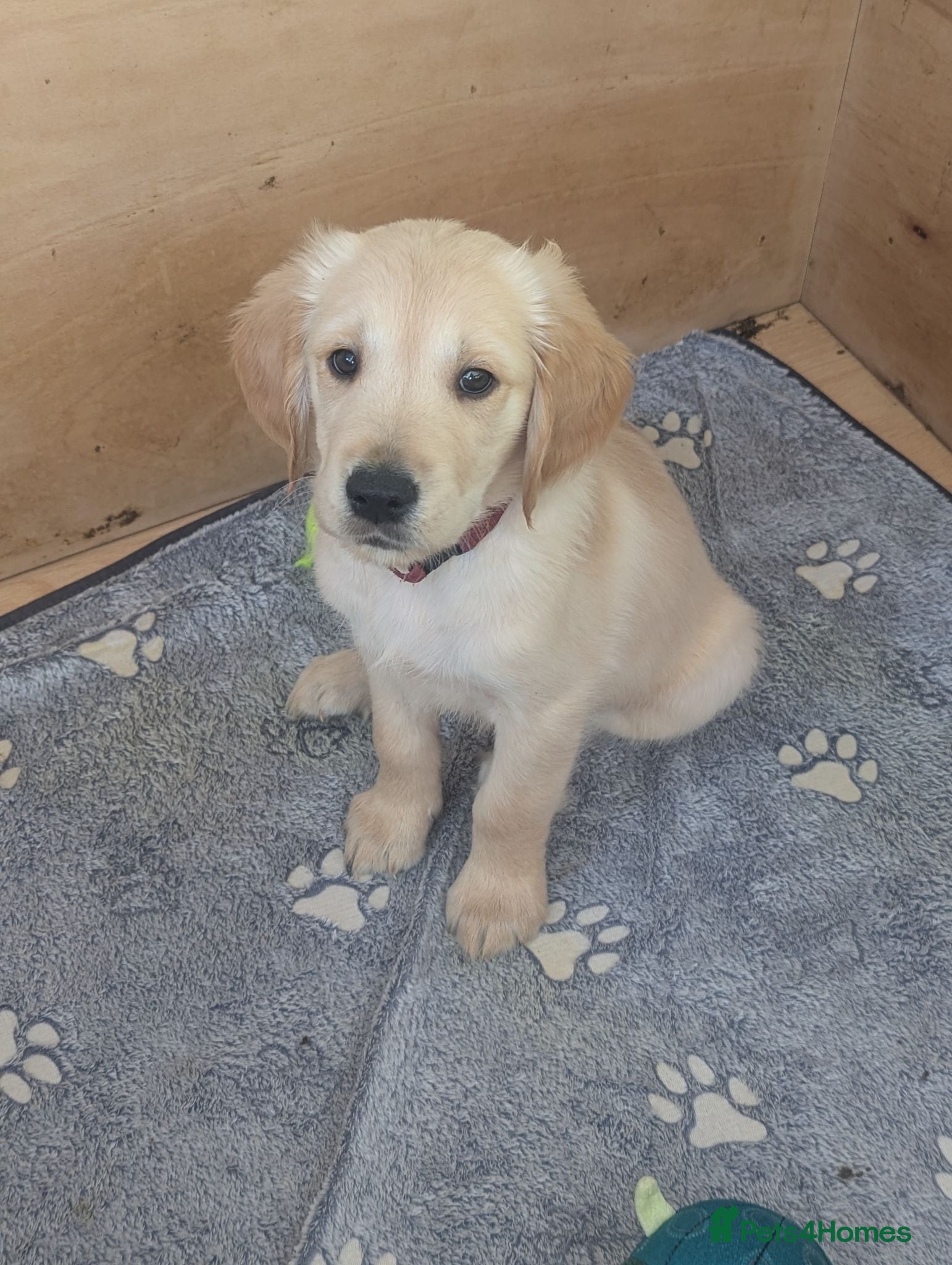 Golden Retriever dogs KC Pedigree Golden Retriever Puppies - Advert 1