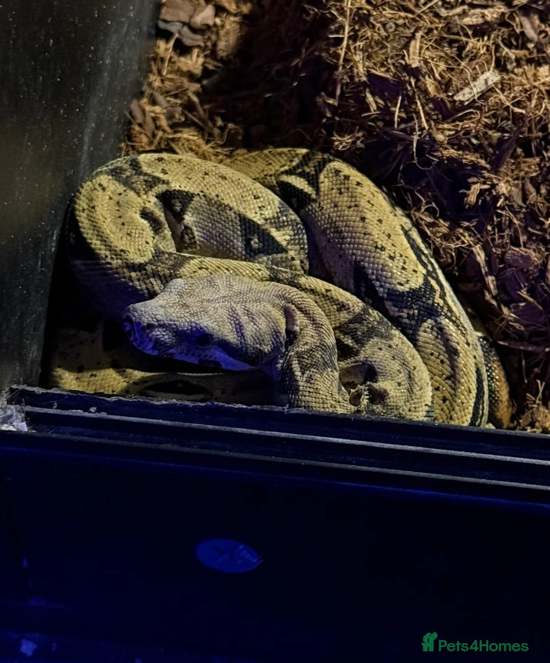 Boa Snake reptiles for sale: Boa And vivarium  - Advert 6