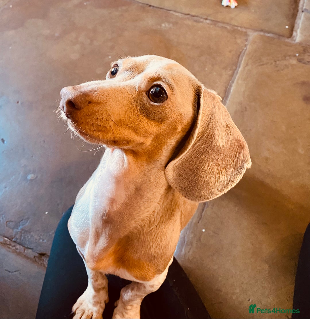 Miniature Dachshund dogs for sale: Stunning Smooth coat mini dashy girl available - Advert 13