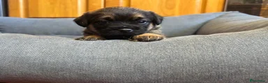 Border Terrier Puppy 3