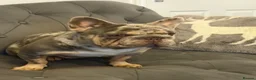 French Bulldog dogs for stud: French Buldog in Crewe - Advert 6