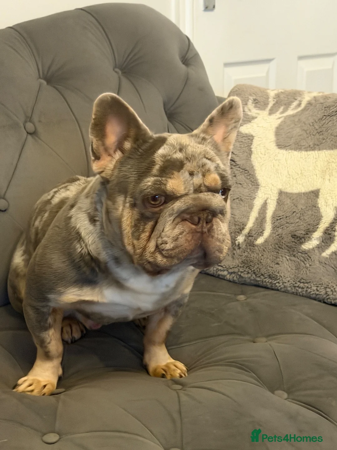 French Bulldog dogs for stud: French Buldog in Crewe - Advert 6