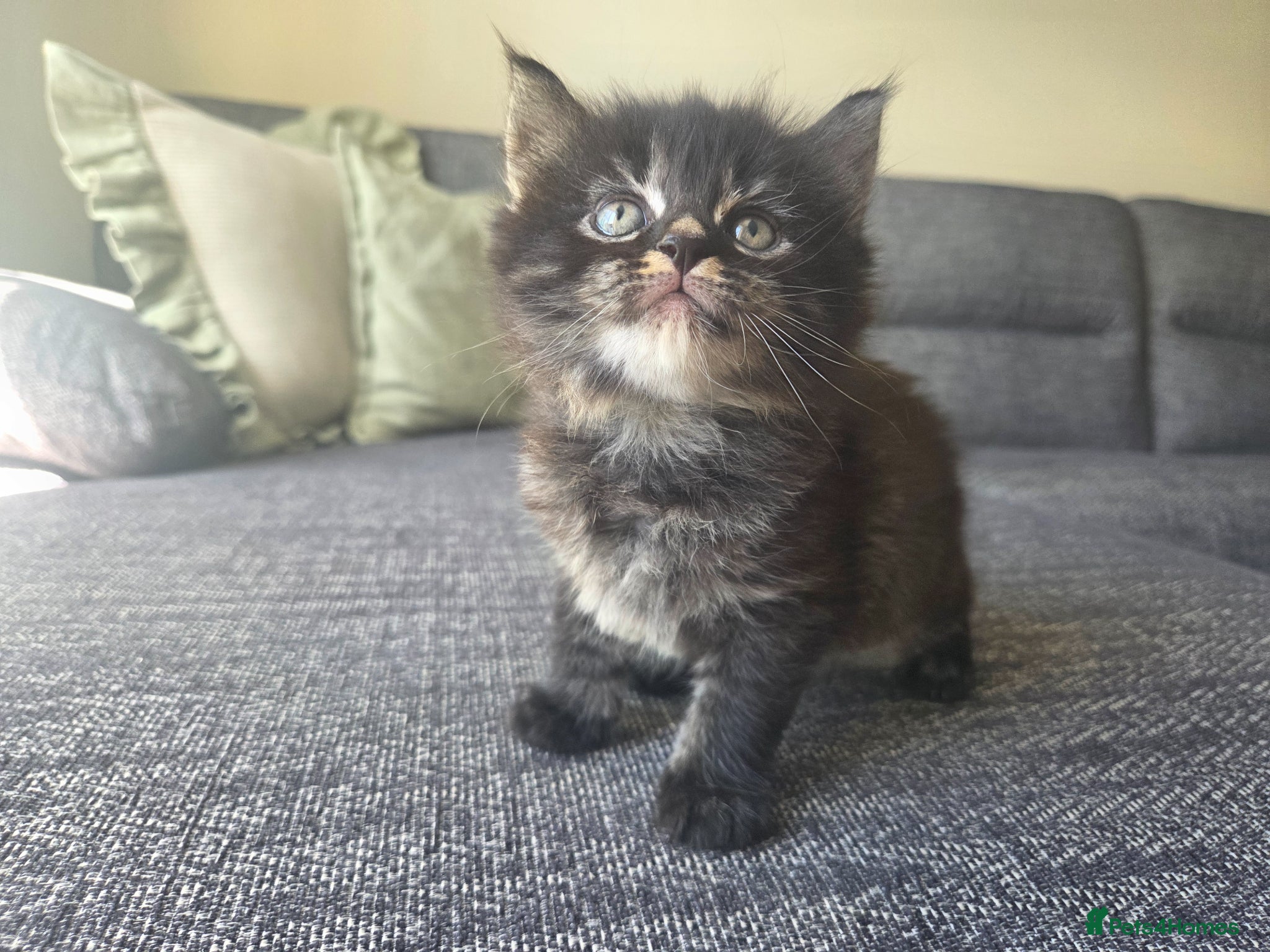 Mixed Breed cats Adorable long haired girls looking for 5* homes - Advert 11
