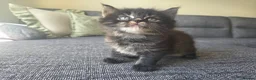 Mixed Breed cats for sale: Adorable long haired girls looking for 5* homes - Advert 5
