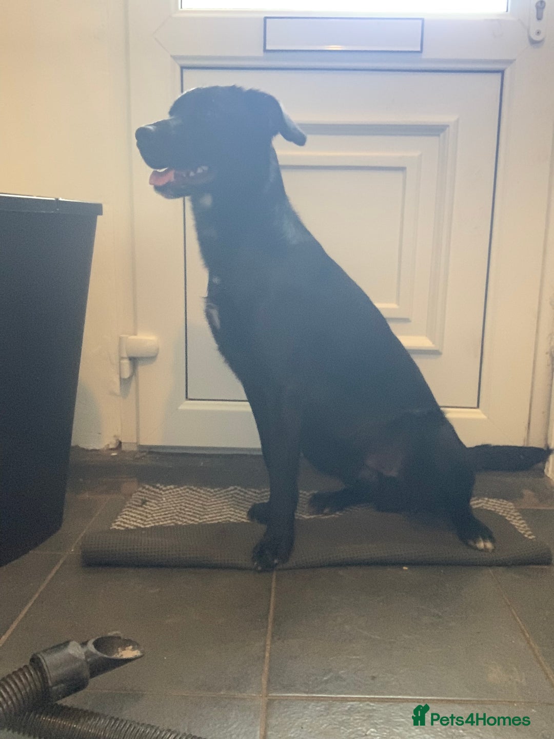 Mixed Breed dogs for sale: Rex (black and white)  - Advert 3