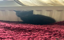 Mixed Breed cats for sale: Mixed breed kittens  - Image 4