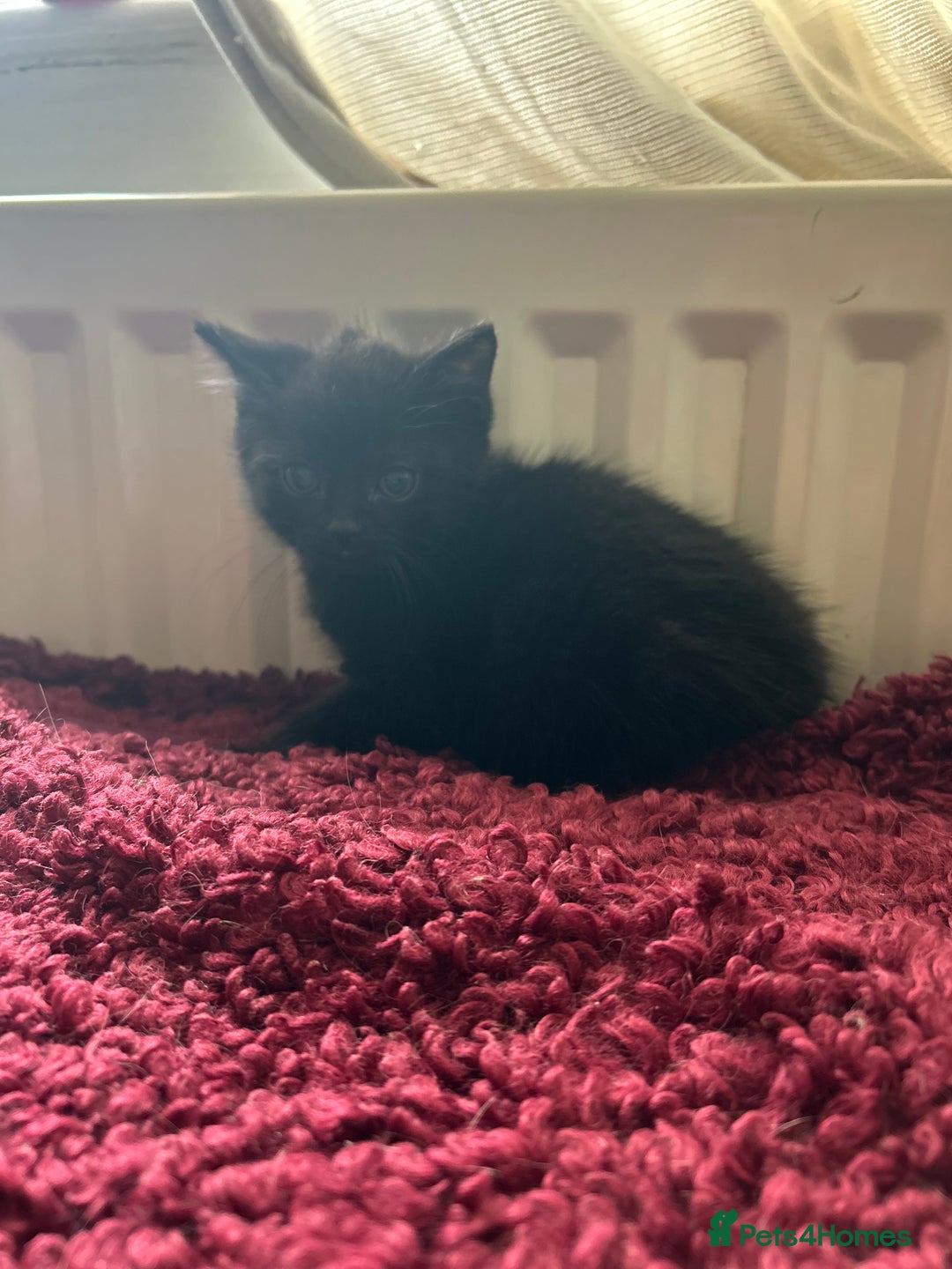 Mixed Breed cats for sale: Mixed breed kittens  - Image 4