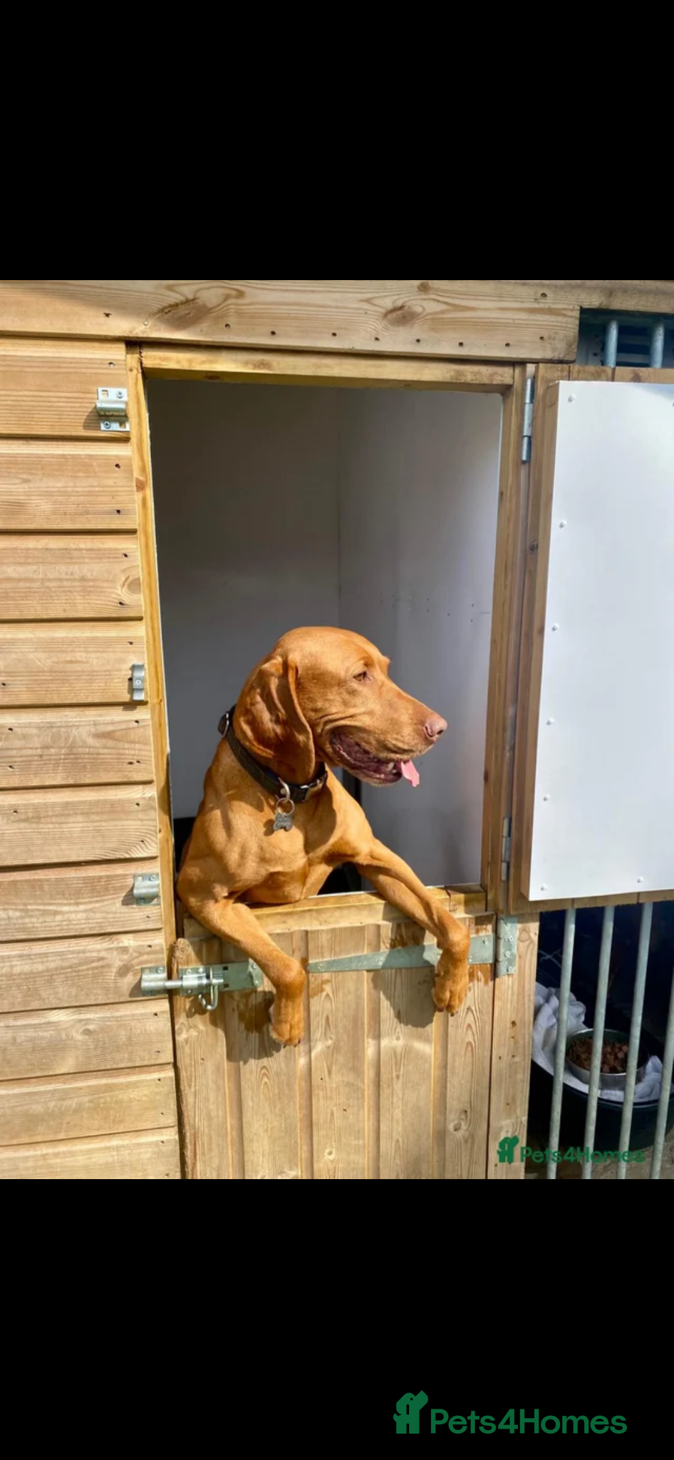 Hungarian Vizsla dogs for sale: Championship Bloodline Pedigree Hungarian Vizsla - Advert 19