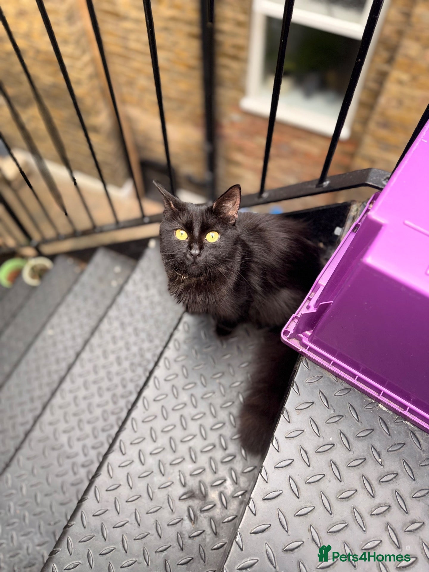 Mixed Breed cats 🖤 Beautiful 5-Month-Old Black Long-Haired Kitten  - Advert 1