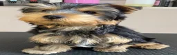 Yorkshire Terrier dogs for sale: KC Registered Yorkshire Terrier Puppies  - Advert 4