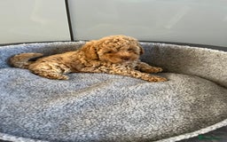 Cavapoo dogs for sale: Stunning F1bb Cavapoo puppies  - Image 12