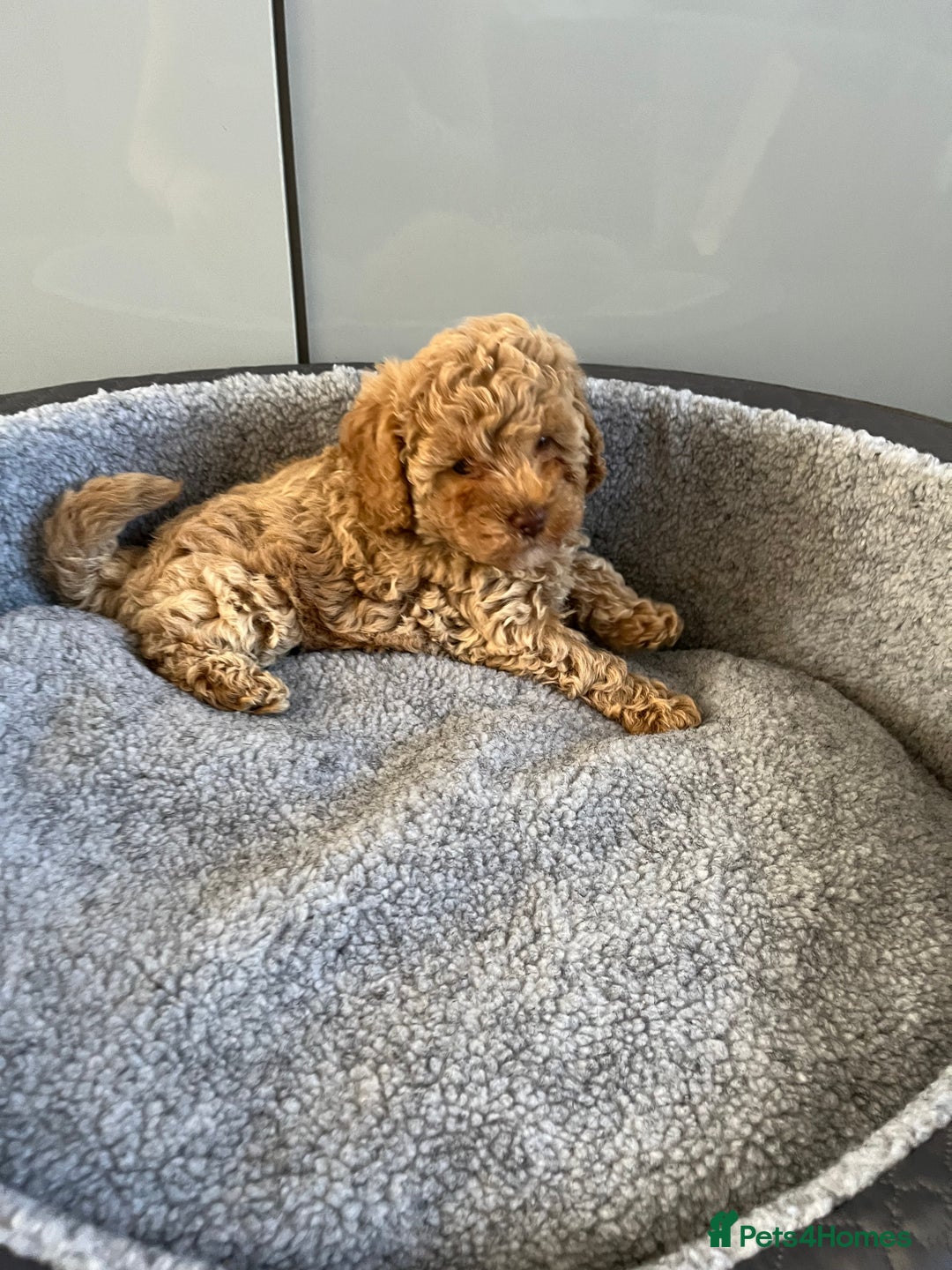 Cavapoo dogs for sale: Stunning F1bb Cavapoo puppies  - Image 12