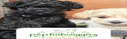 Maltipoo dogs for sale: ❤️Exquisite F1 maltipoo female 5⭐️council licensed - Advert 4