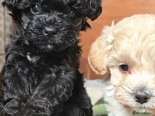 Maltipoo dogs Rare color F1 maltipoo female 5⭐️council licensed - Advert 2