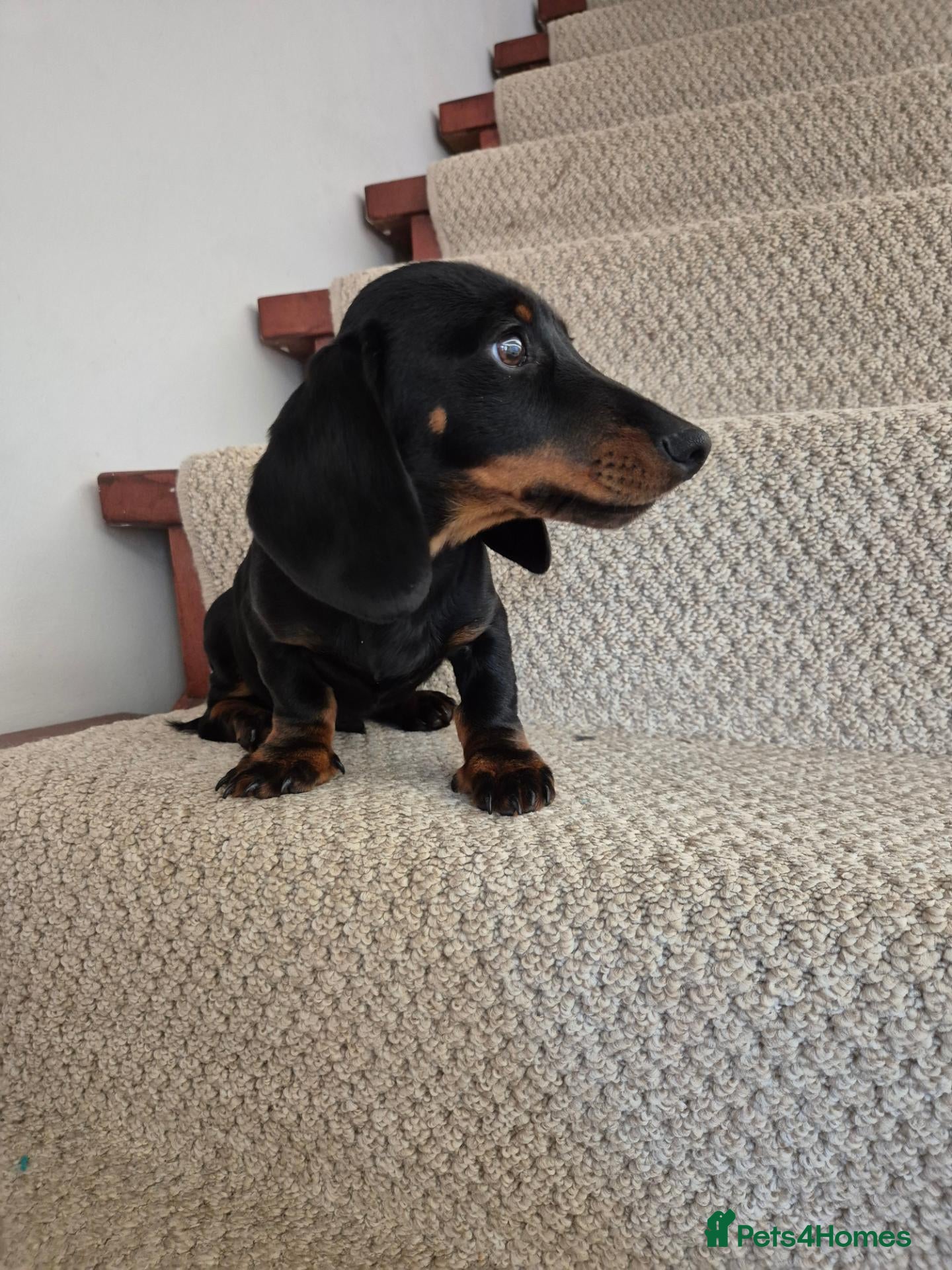 Miniature Dachshund dogs for sale: Miniature Dachshund.Fully vaccinated.Ready t leave - Advert 15
