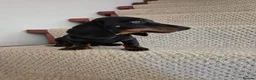Miniature Dachshund dogs for sale: Miniature Dachshund.Fully vaccinated.Ready t leave - Advert 1