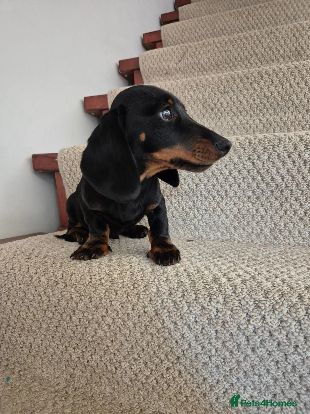 Miniature Dachshund dogs for sale: Miniature Dachshund.Fully vaccinated.Ready t leave - Advert 1