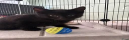 Mixed Breed cats for sale: Kittens  - Advert 9